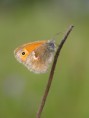 /album/motyli-butterflies/okac-pohankovy-coenonympha-pamphilus-jpg/